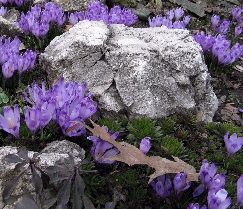  Im Botanischen Garten 