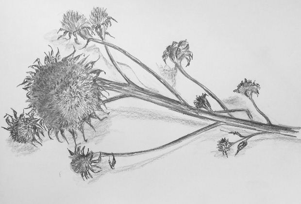  Vertrocknete Sonnenblume / Bleistiftzeichnung 